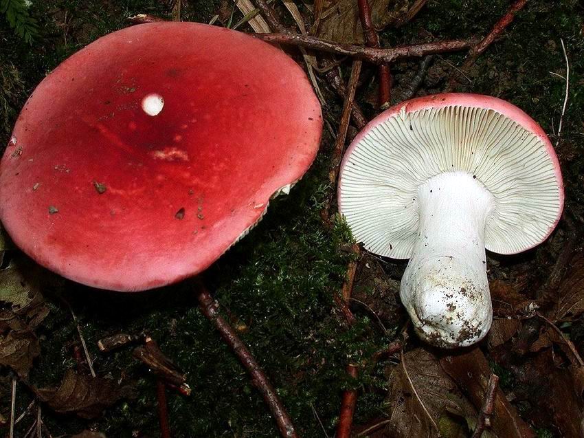 Russula rubra