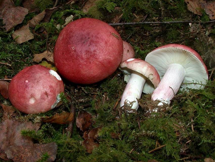 Russula sanguinaria