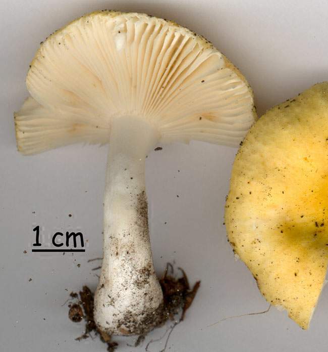 Russula solaris