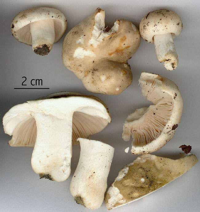 Russula subterfurcata