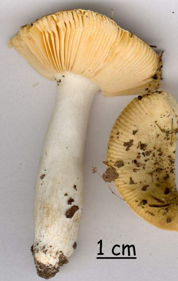 Russula urens