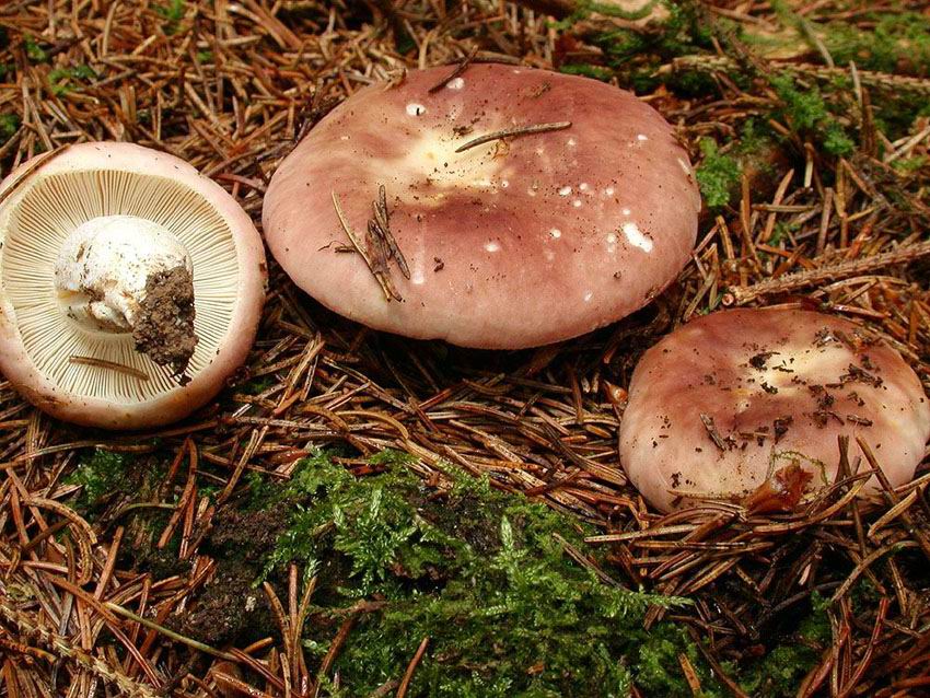 Russula vesca