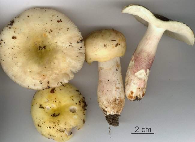 Russula violeipes