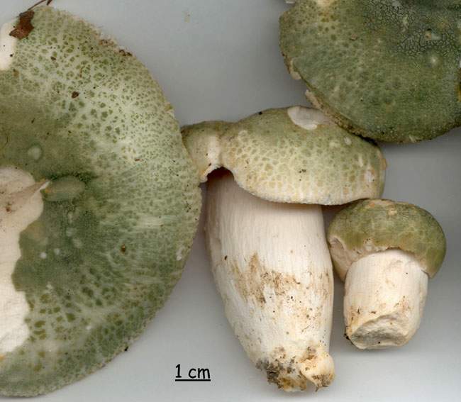 Russula virescens