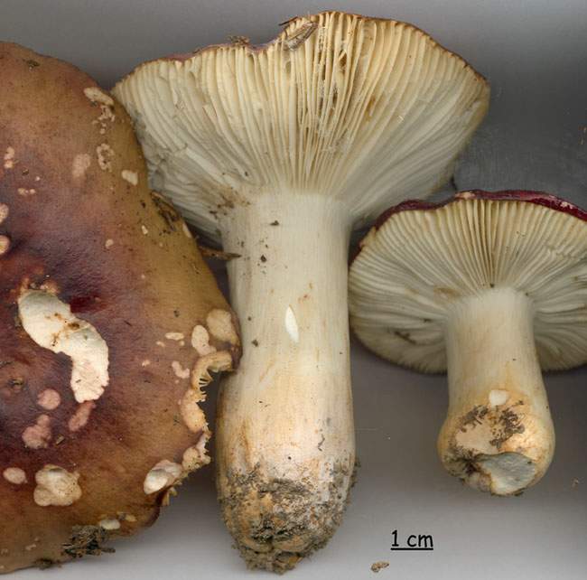 Russula viscida