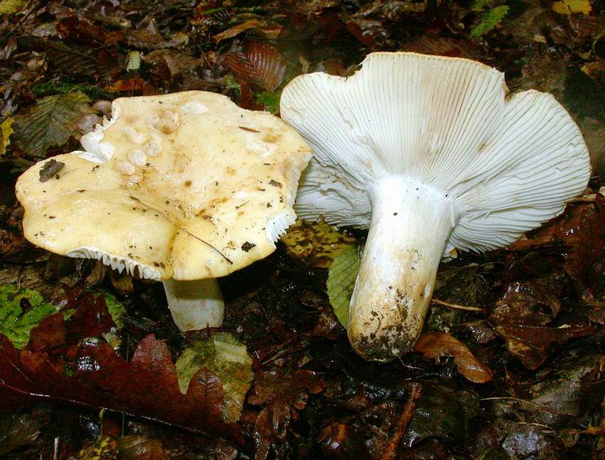 Russula viscida var chlorantha