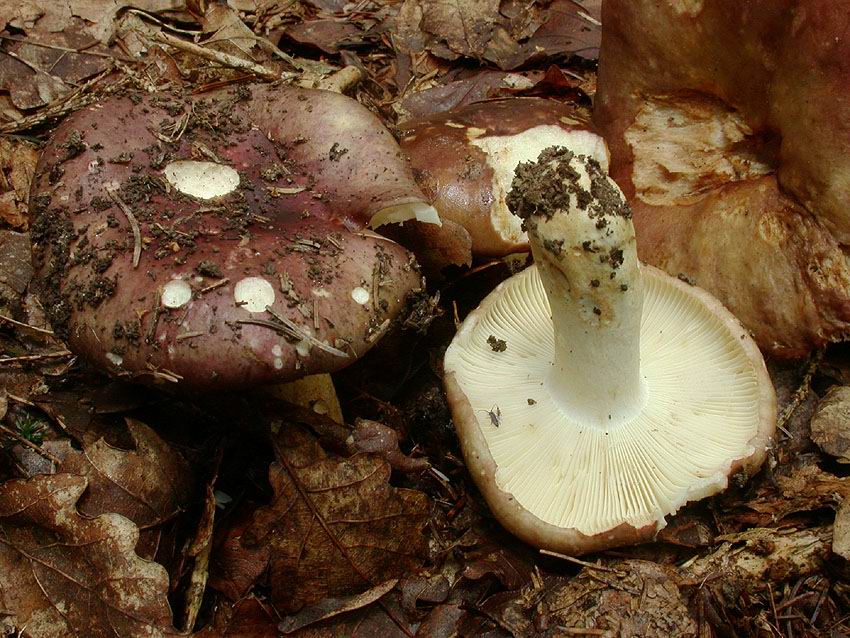 Russula viscida