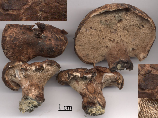 Sarcodon cf regalis