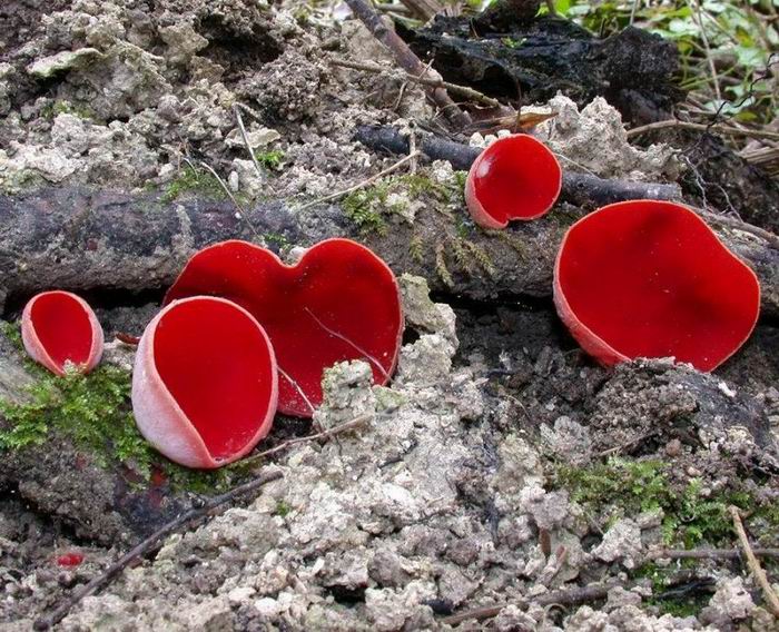 Sarcoscypha coccinea