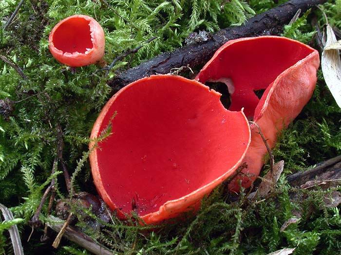 Sarcoscypha coccinea