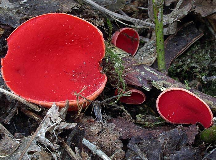 Sarcoscypha coccinea