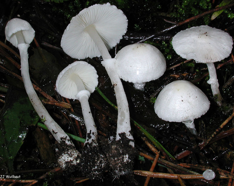 Sericeomyces serenus