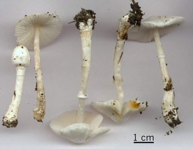 Sericeomyces serenus