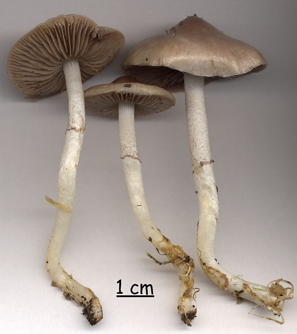 Stropharia inuncta