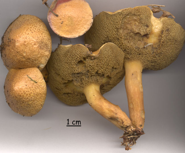 Suillus bovinus