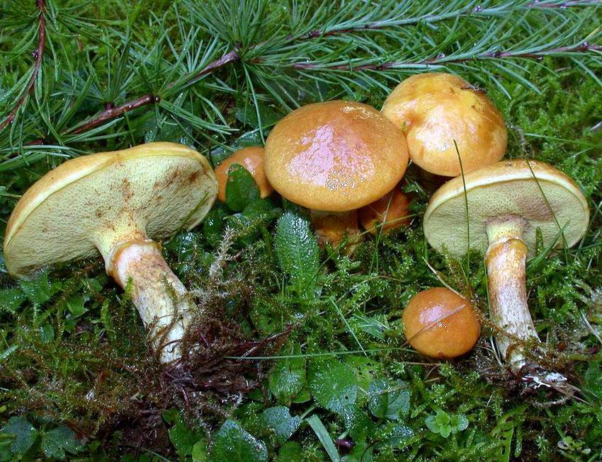 Suillus grevillei