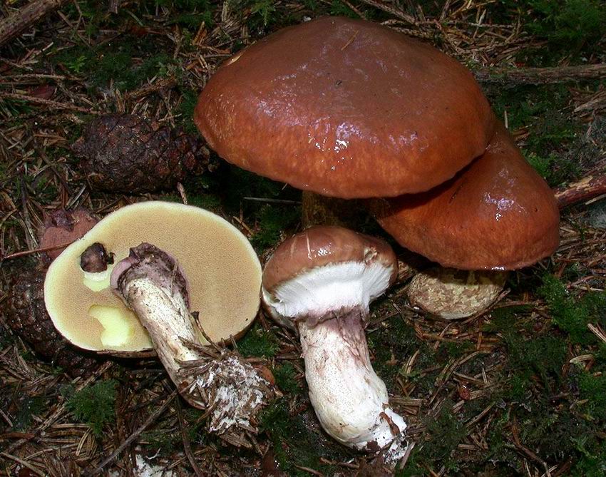 Suillus luteus