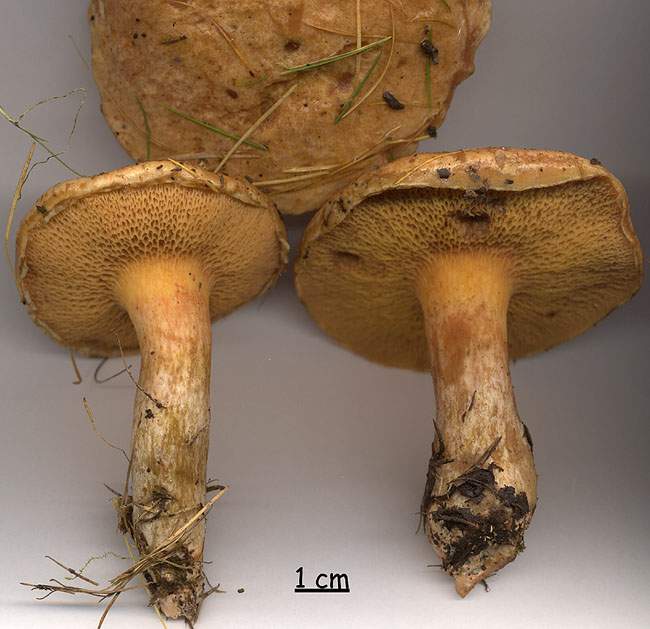 Suillus tridentinus