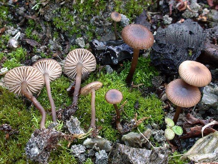 Tephrocybe atrata