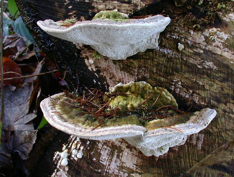 Trametes gibbosa