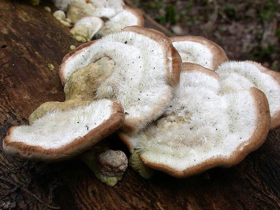 Trametes hirsuta