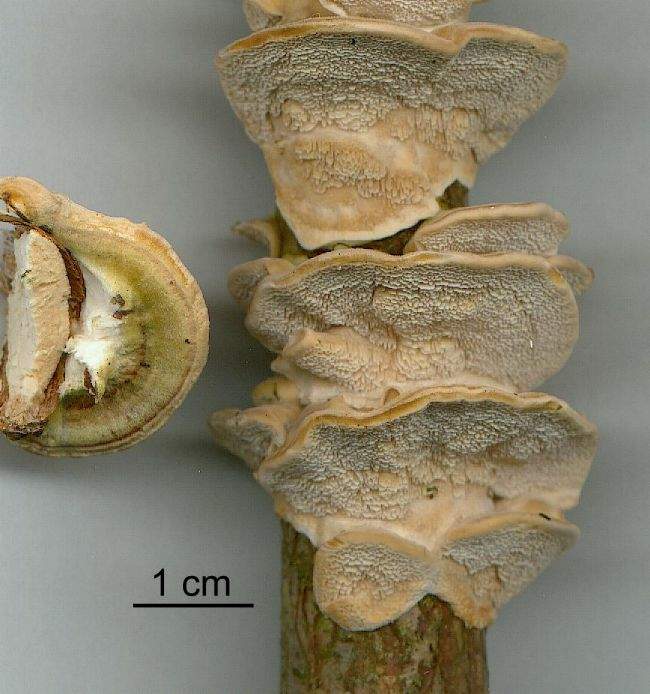 Trametes multicolor