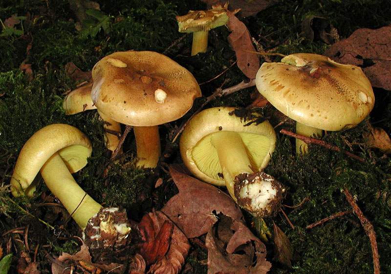 Tricholoma myomyces