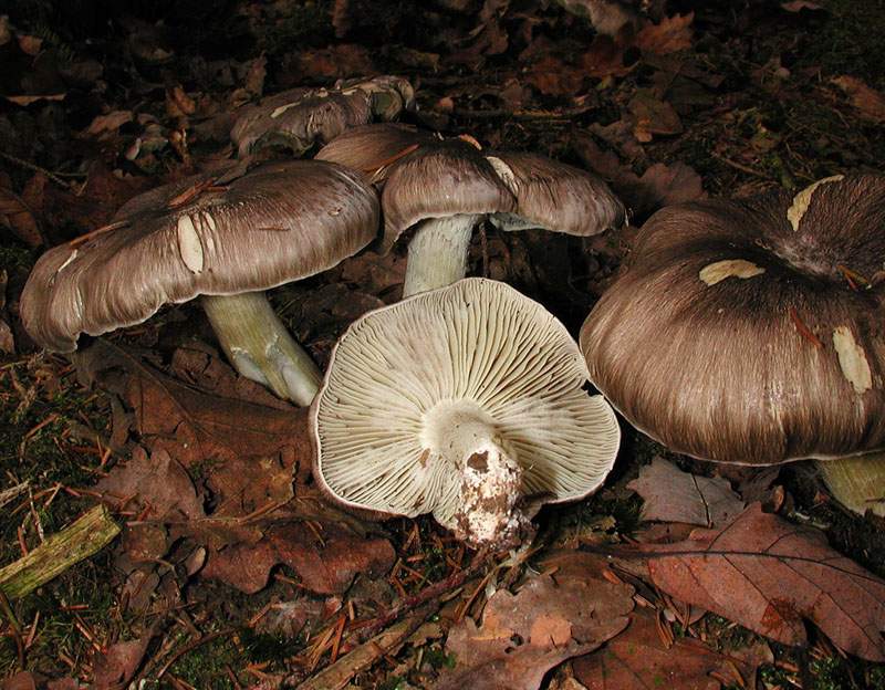 Tricholoma portentosum