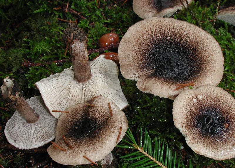 Tricholoma squarrulosum