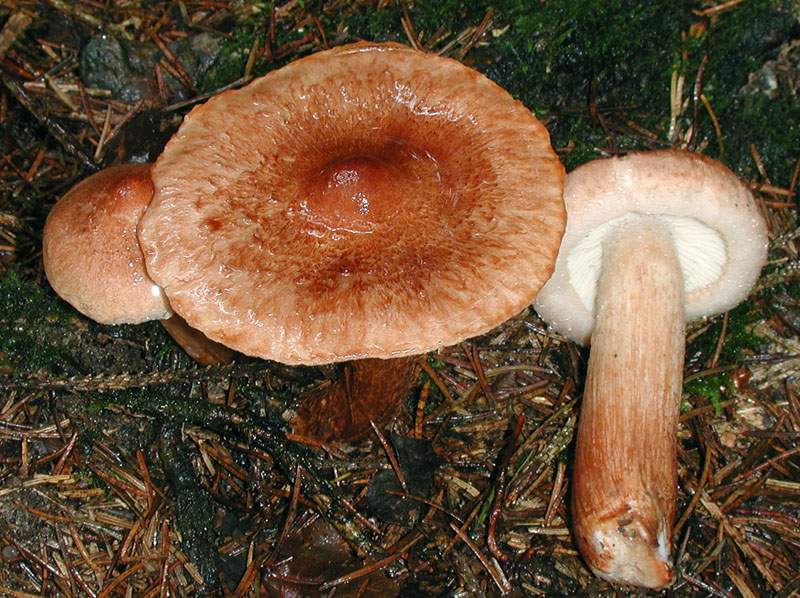 Tricholoma vaccinum