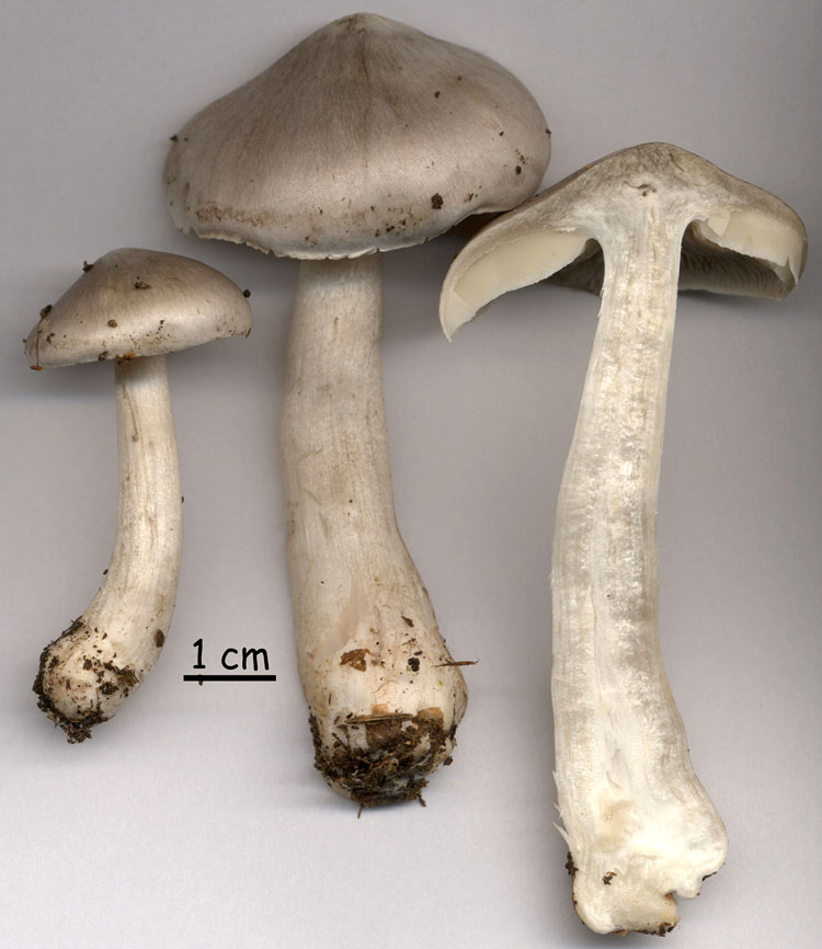 Tricholoma virgatum