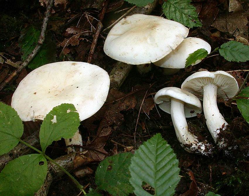 Tricholoma album