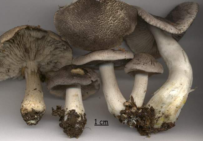 Tricholoma atrosquamosum