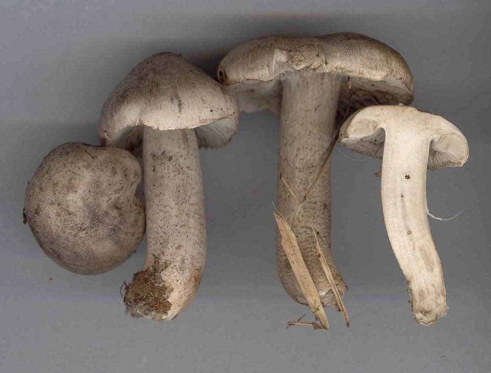 Tricholoma bresadolanum