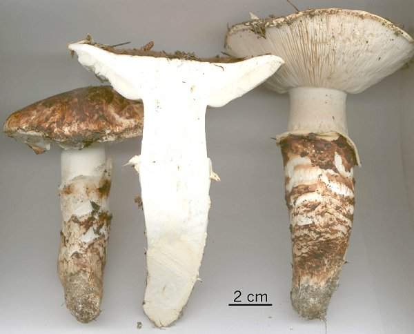 Tricholoma caligatum