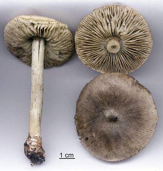 Tricholoma hordum