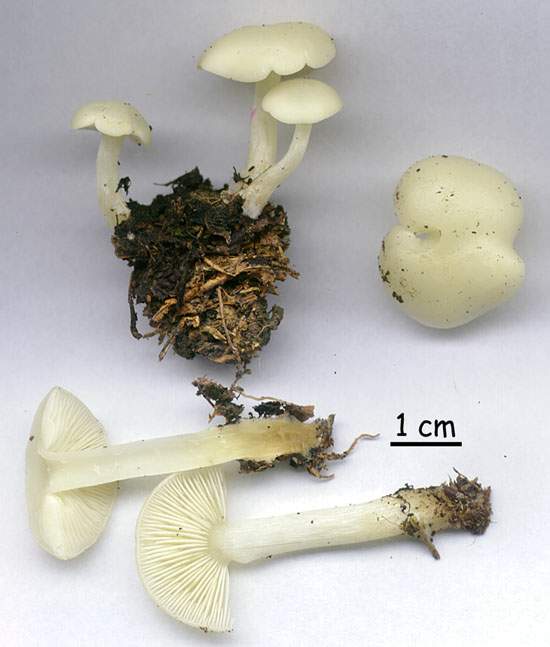 Tricholoma ?????