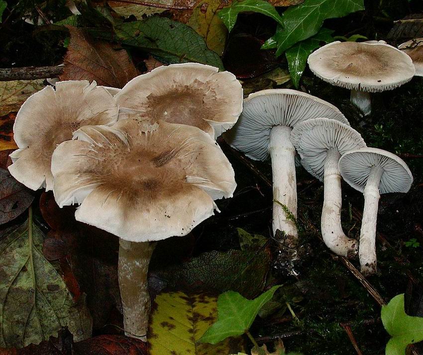 Tricholoma cingulatum