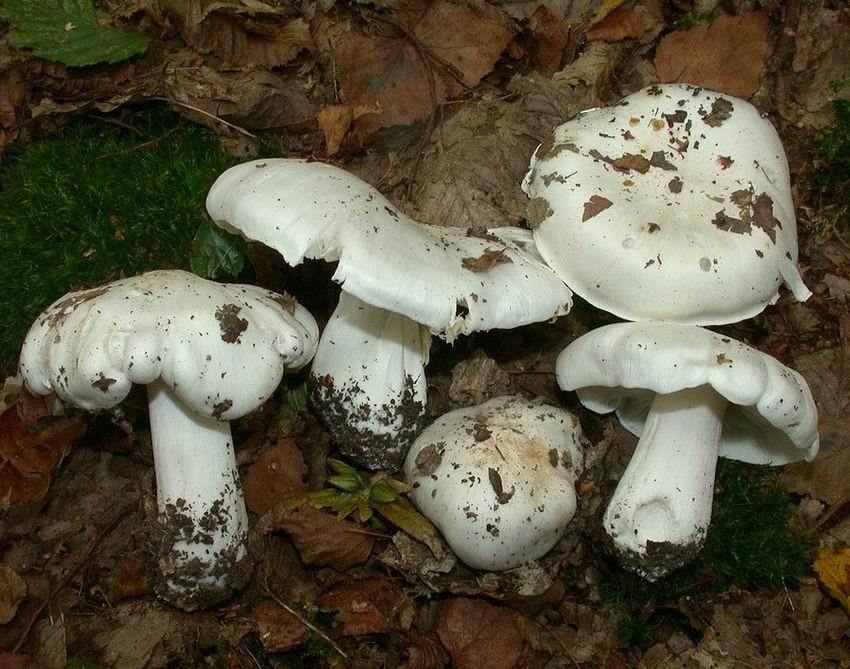 Tricholoma columbetta