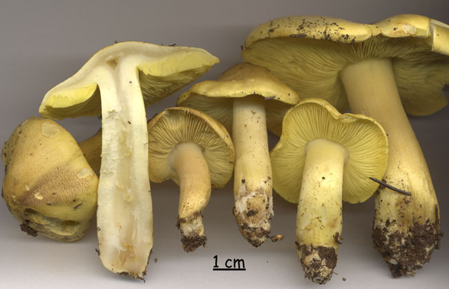 Tricholoma equestre