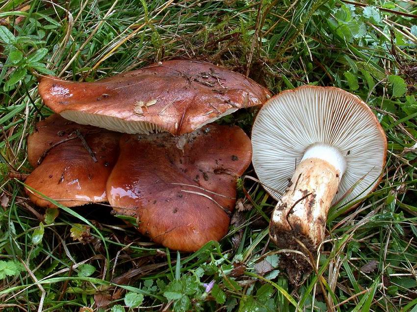 Tricholoma fracticum