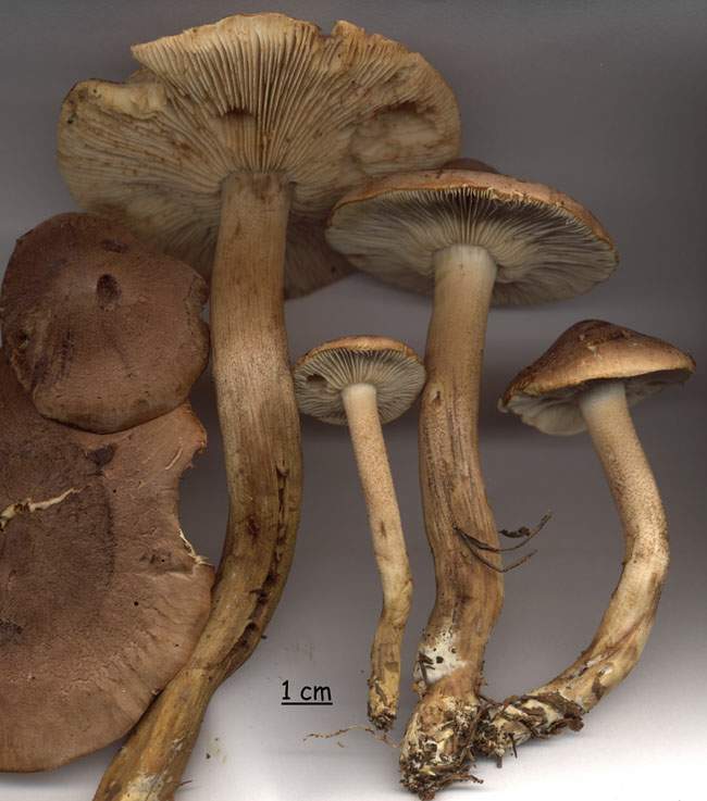 Tricholoma imbricatum