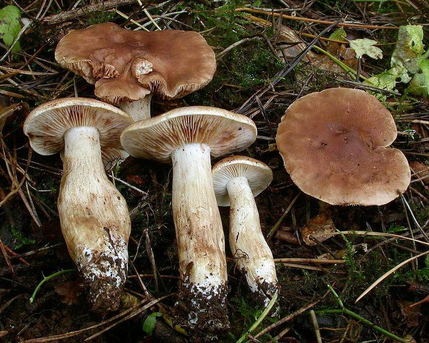 Tricholoma imbricatum