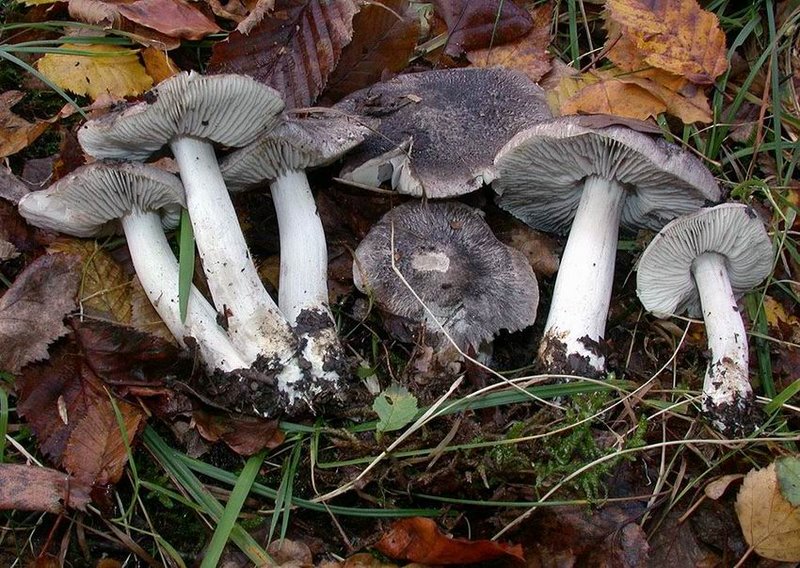 Tricholoma orirubens