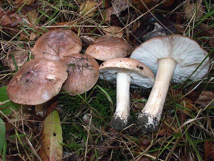 Tricholoma populinum