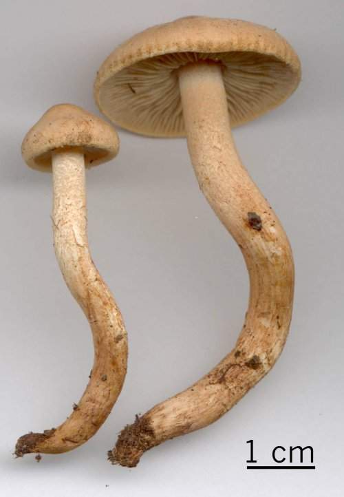 Tricholoma psammopus