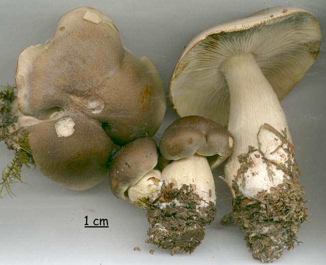 Tricholoma sciodes