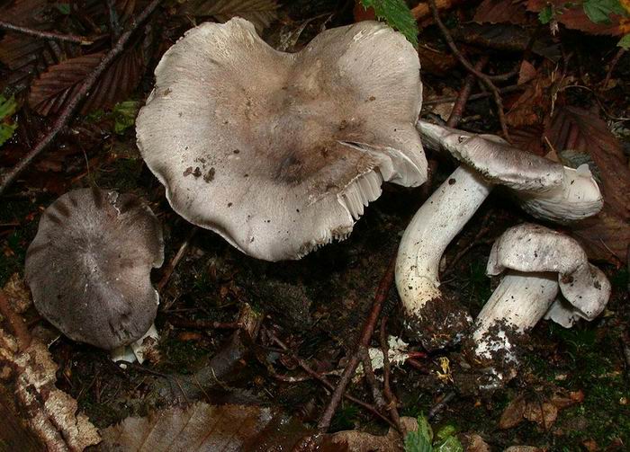 Tricholoma sciodes