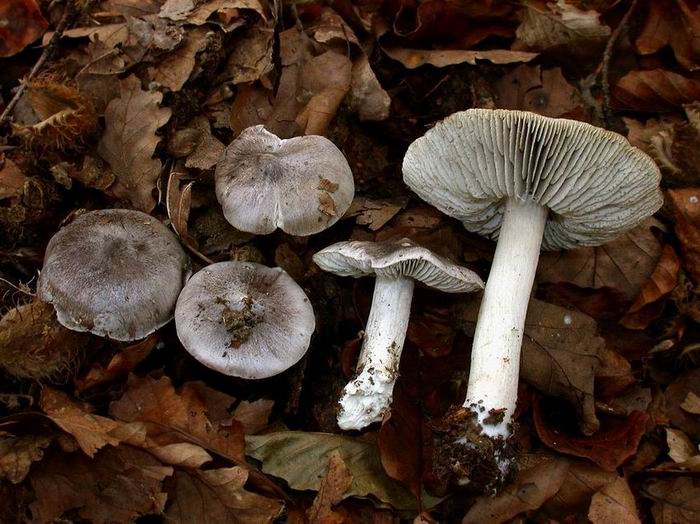 Tricholoma saponaceum