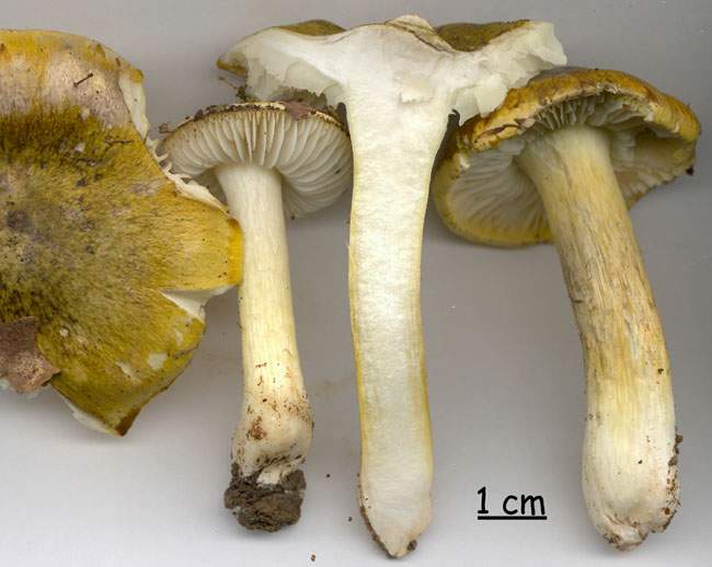 Tricholoma sejunctum